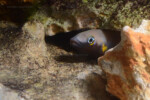 Neolamprologus nigriventris 12 Neolamprologus nigriventris
