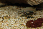 Neolamprologus nigriventris 15 Neolamprologus nigriventris