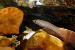 Neolamprologus nigriventris 16 Neolamprologus nigriventris