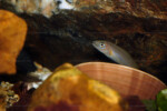 Neolamprologus nigriventris 17 Neolamprologus nigriventris