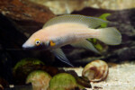 Neolamprologus nigriventris 21 Neolamprologus nigriventris