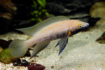 Neolamprologus nigriventris 22 Neolamprologus nigriventris