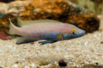 Neolamprologus nigriventris 23 Neolamprologus nigriventris