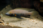 Neolamprologus nigriventris 24 Neolamprologus nigriventris