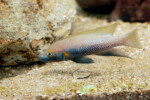 Neolamprologus nigriventris 25 Neolamprologus nigriventris
