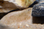 Neolamprologus nigriventris 14 Neolamprologus nigriventris