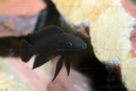 Neolamprologus nigriventris 18 Neolamprologus nigriventris