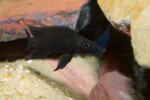 Neolamprologus nigriventris 19 Neolamprologus nigriventris