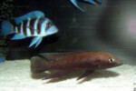 Neolamprologus nigriventris 27 Neolamprologus nigriventris