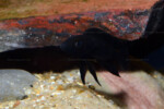 Neolamprologus nigriventris 20 Neolamprologus nigriventris