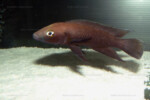 Neolamprologus nigriventris 28 Neolamprologus nigriventris