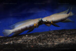 Neolamprologus nigriventris 2 Neolamprologus nigriventris