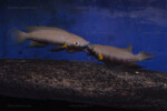 Neolamprologus nigriventris 3 Neolamprologus nigriventris