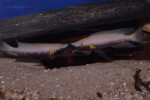Neolamprologus nigriventris 5 Neolamprologus nigriventris
