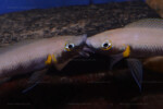 Neolamprologus nigriventris 6 Neolamprologus nigriventris Gros plan sur une "prise de bec"