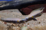 Neolamprologus nigriventris 4 Neolamprologus nigriventris
