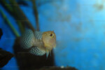 Neolamprologus obscurus 2 Neolamprologus obscurus