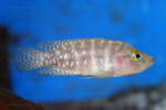 Neolamprologus obscurus 1 Neolamprologus obscurus