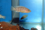 Neolamprologus obscurus 10 Neolamprologus obscurus