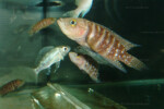 Neolamprologus obscurus 9 Neolamprologus obscurus