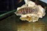 Neolamprologus obscurus 8 Neolamprologus obscurus