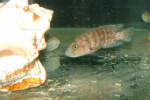 Neolamprologus obscurus 7 Neolamprologus obscurus