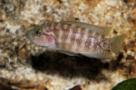 Neolamprologus obscurus 6 Neolamprologus obscurus