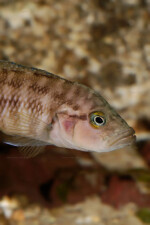 Neolamprologus obscurus 3 Neolamprologus obscurus