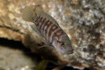 Neolamprologus obscurus 5 Neolamprologus obscurus