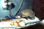 Neolamprologus obscurus 4 Neolamprologus obscurus