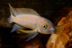 Neolamprologus pectoralis