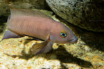 Neolamprologus pectoralis