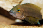 Neolamprologus pectoralis