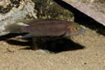 Neolamprologus pectoralis