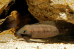 Neolamprologus pectoralis