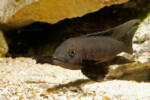 Neolamprologus pectoralis