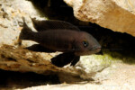 Neolamprologus pectoralis