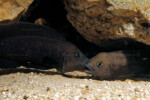 Neolamprologus pectoralis
