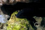 Neolamprologus pectoralis