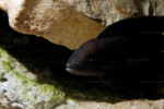 Neolamprologus pectoralis