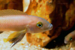 Neolamprologus pectoralis