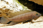 Neolamprologus pectoralis
