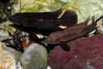 Neolamprologus pectoralis
