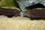 Neolamprologus pectoralis