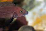 Neolamprologus pectoralis