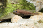 Neolamprologus pectoralis