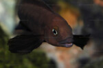 Neolamprologus pectoralis