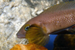 Neolamprologus pectoralis