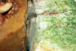 Neolamprologus pectoralis