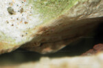 Neolamprologus pectoralis